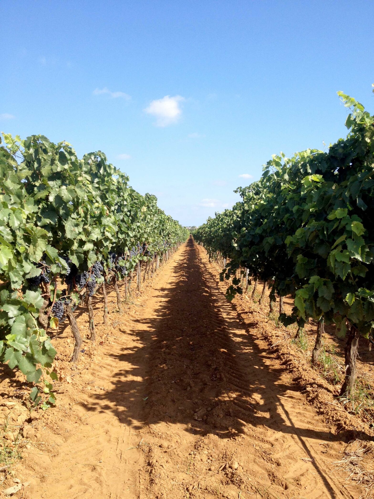 Scopri la Valle d’Itria e i suoi vini!